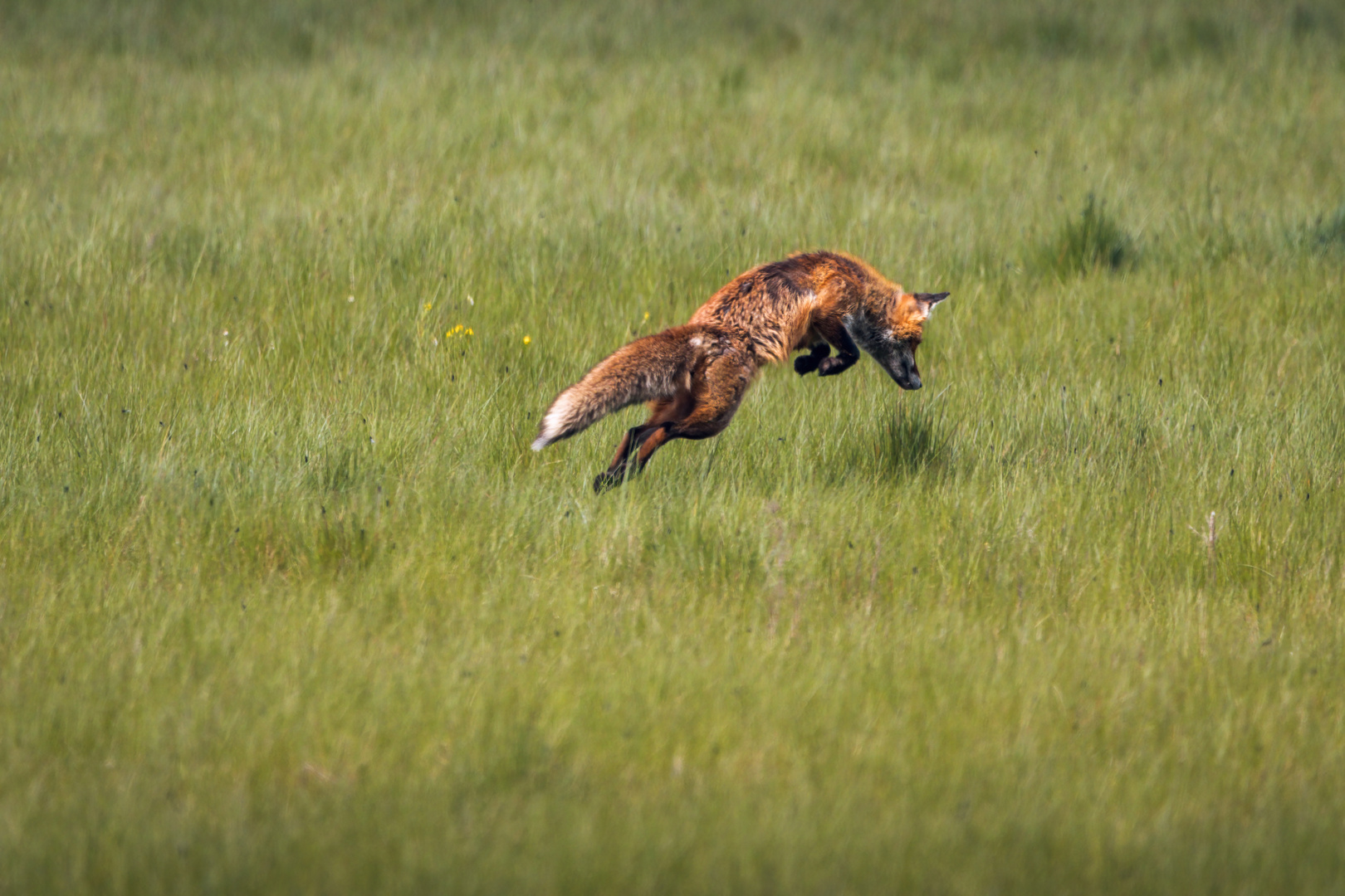 Fuchs im Feld