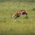 Fuchs im Feld