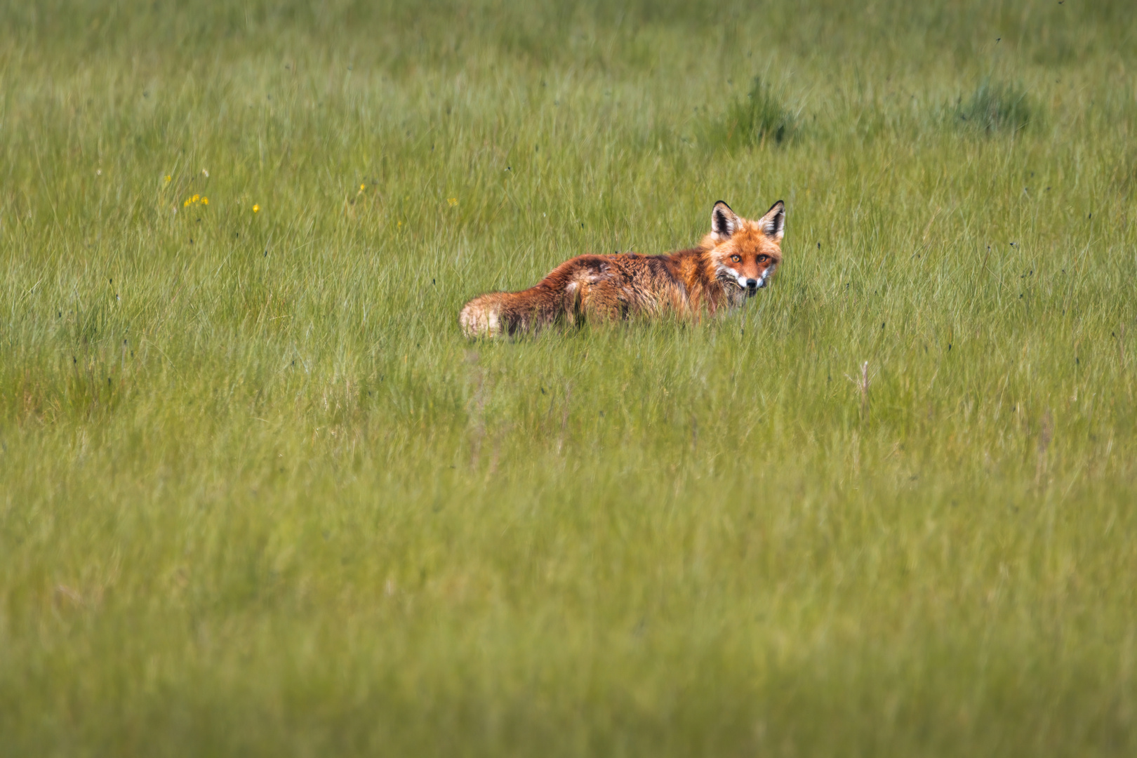 Fuchs im Feld