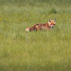 Fuchs im Feld