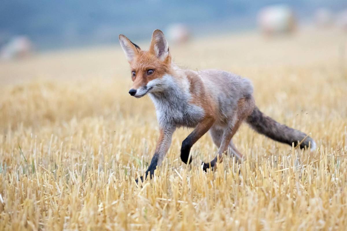 Fuchs im Feld