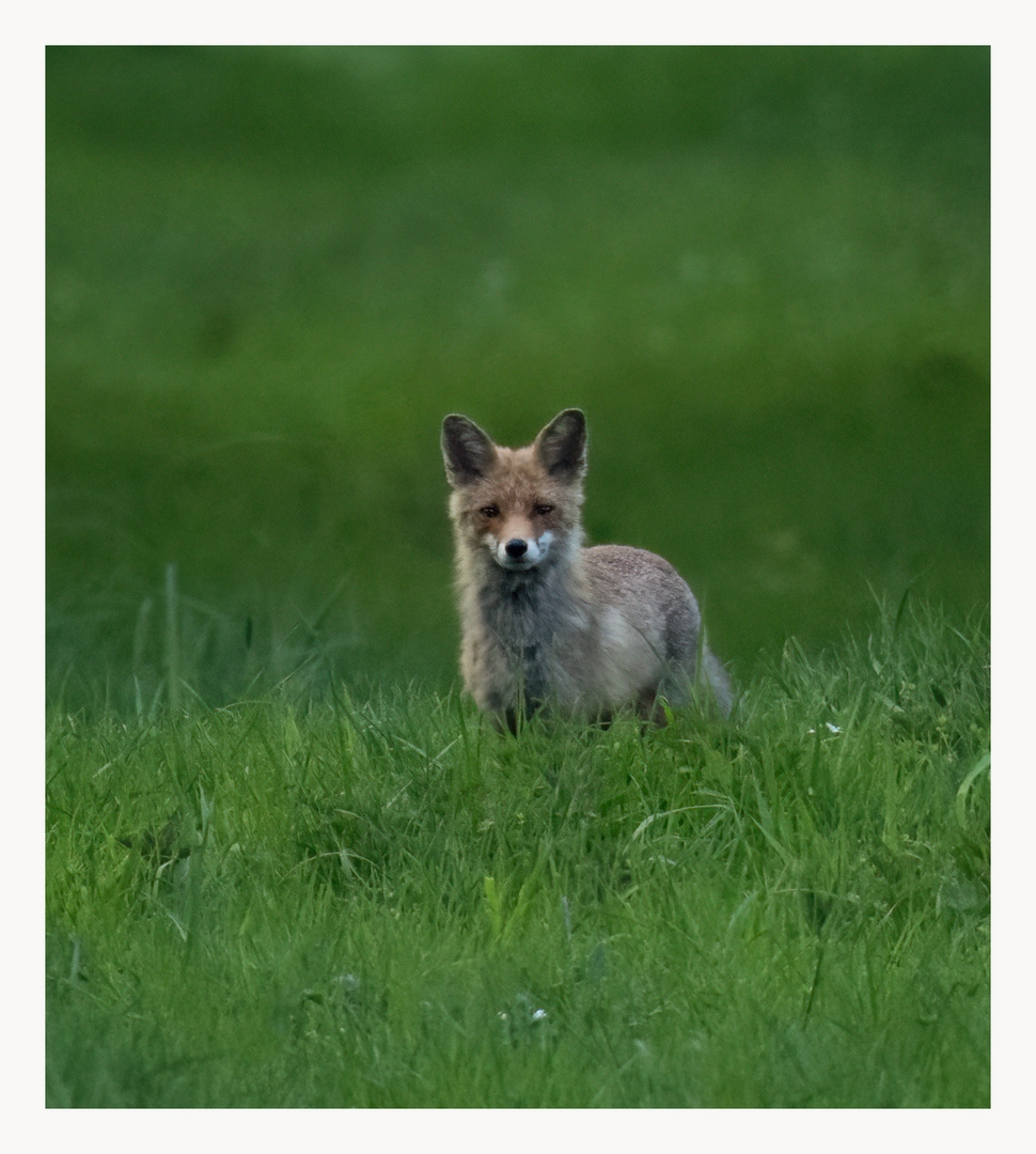 Fuchs im Fellwechsel