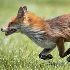 Fuchs im Galopp