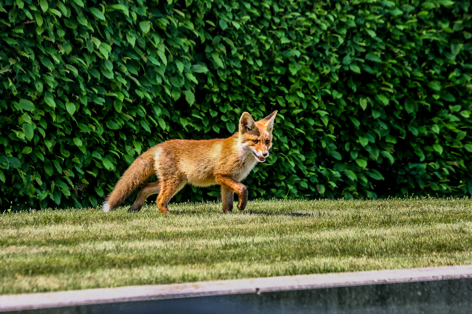 Fuchs im Garten