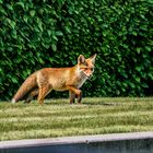 Fuchs im Garten