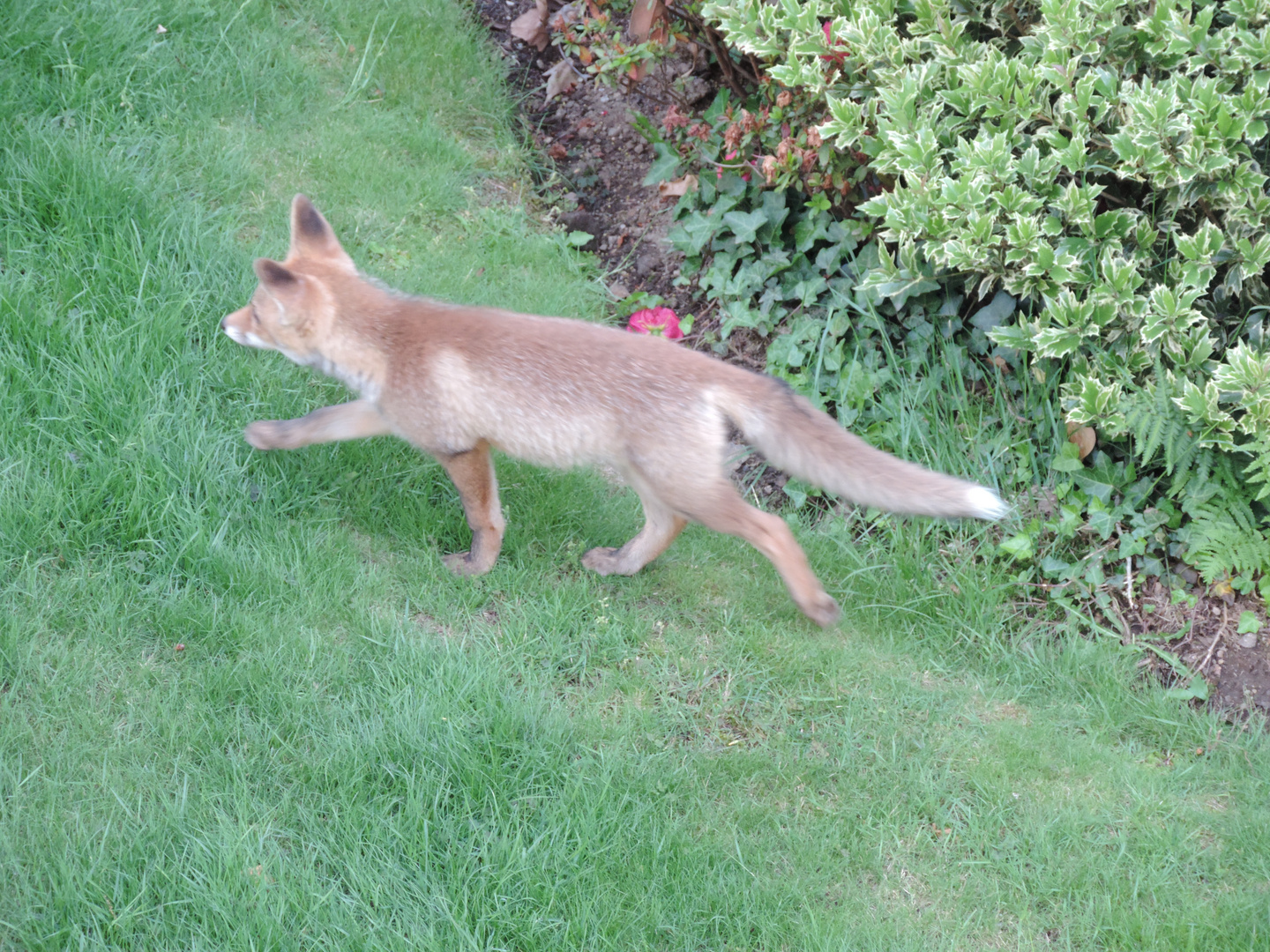 Fuchs Im Garten Besuch Vom Fuchs Im Garten Was Tun