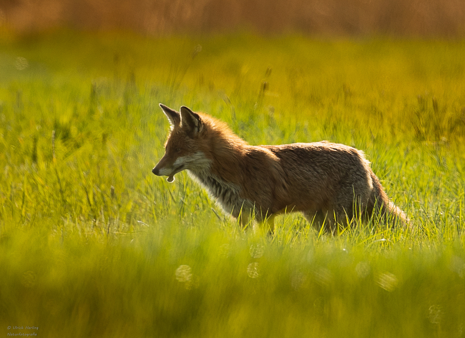 Fuchs im Gegenlicht