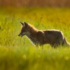 Fuchs im Gegenlicht