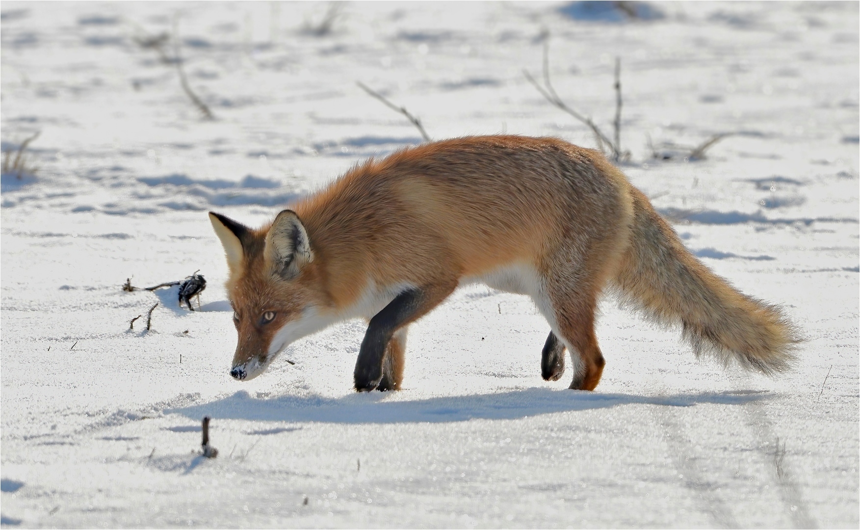 Fuchs im Gegenlicht