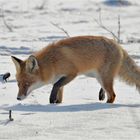 Fuchs im Gegenlicht