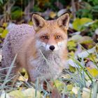 Fuchs im Ginkgolaub