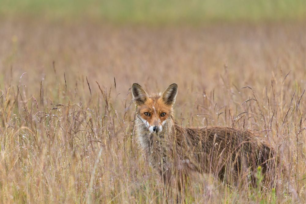 Fuchs im Gras