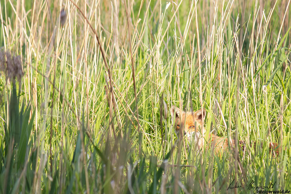 Fuchs im Gras