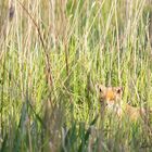 Fuchs im Gras