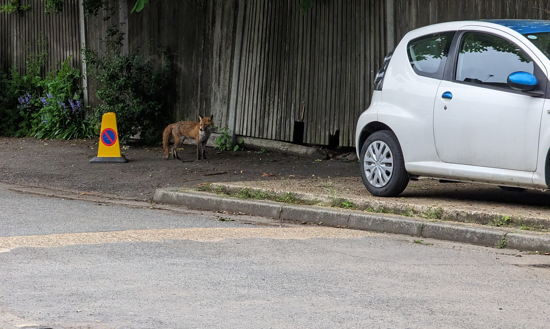 Fuchs im Halteverbot