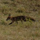 Fuchs im Hamm-Schmehausen