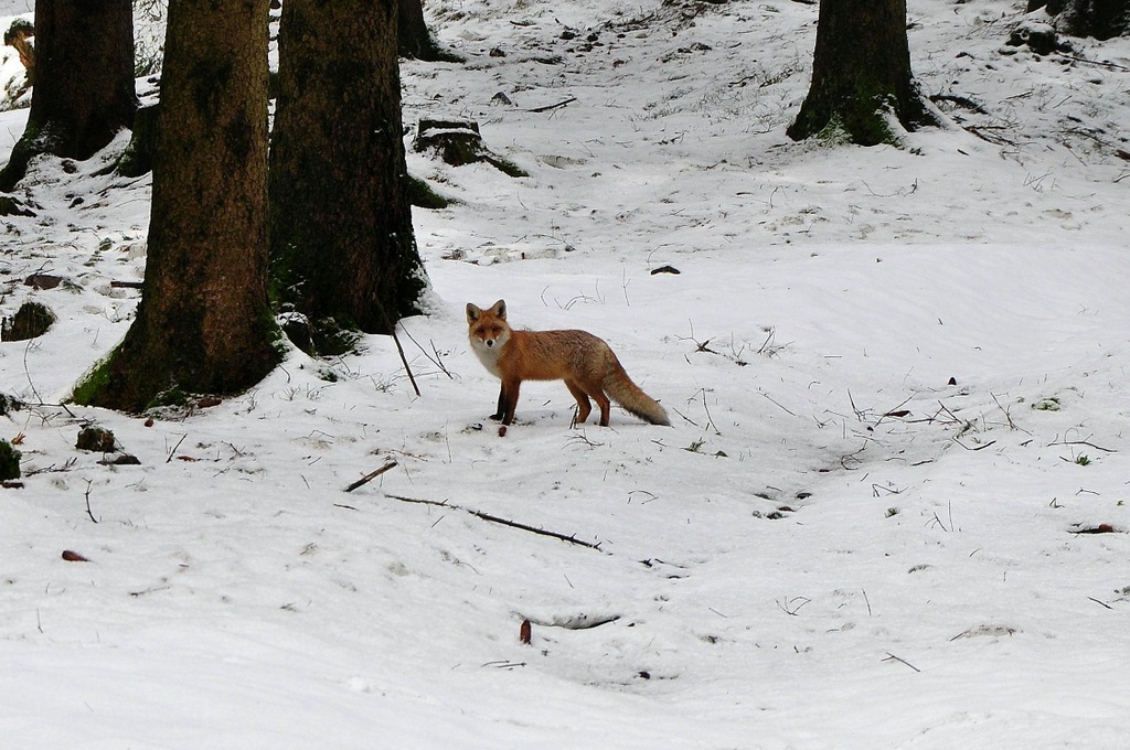 Fuchs im Harz