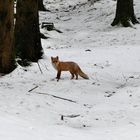 Fuchs im Harz
