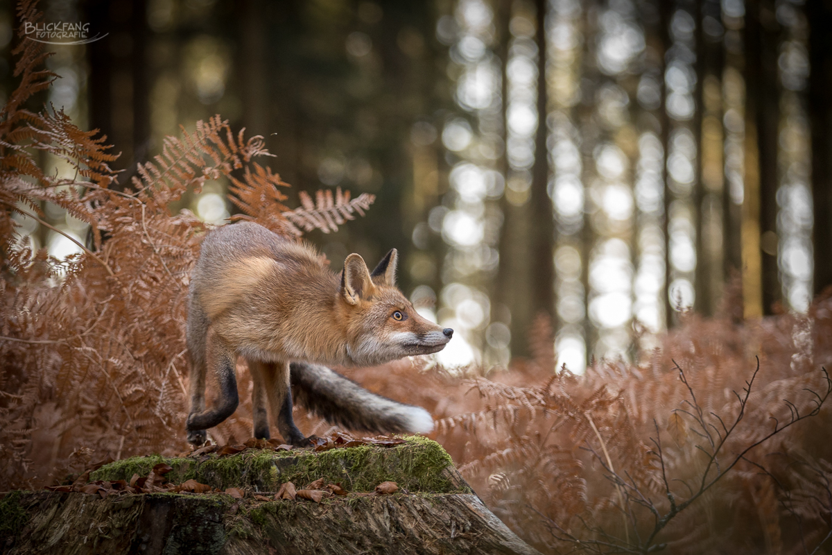 Fuchs im Herbst