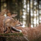 Fuchs im Herbst