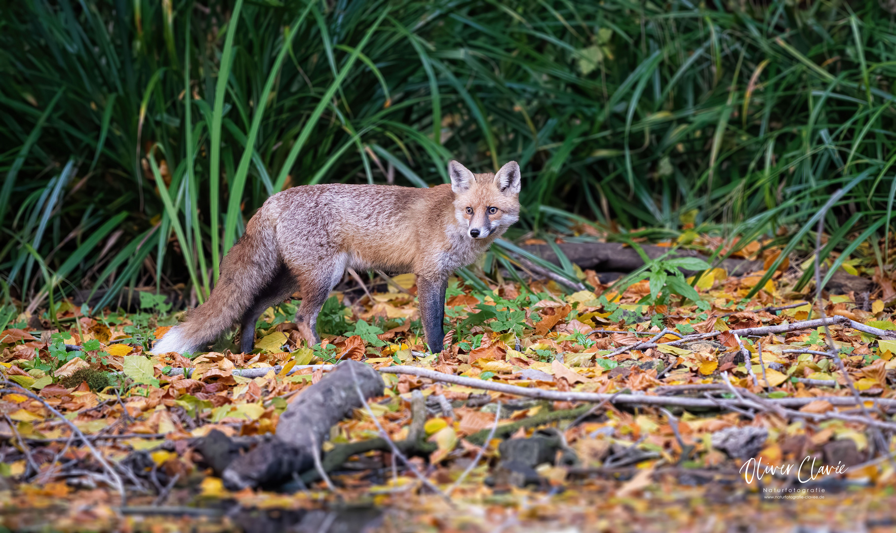 Fuchs im Herbstlaub