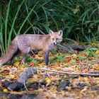 Fuchs im Herbstlaub