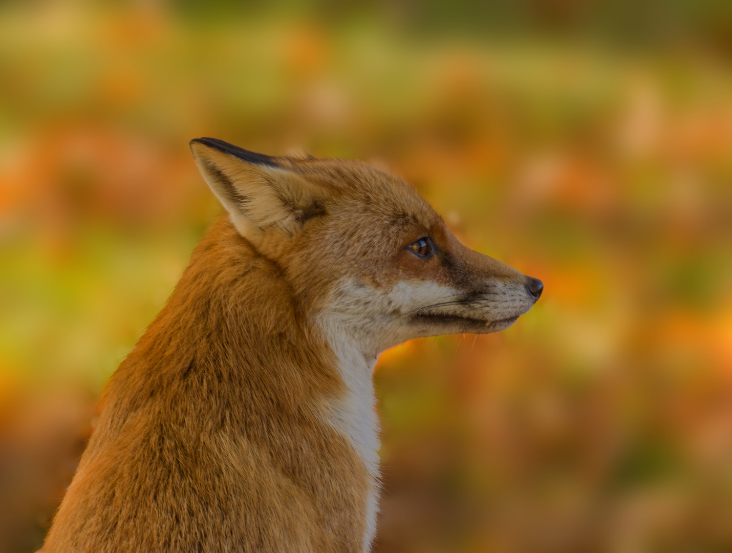 Fuchs im Herbstwald