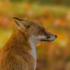 Fuchs im Herbstwald