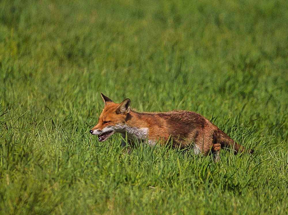 Fuchs im hohen Gras