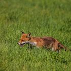 Fuchs im hohen Gras