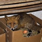 Fuchs im Hühnerstall