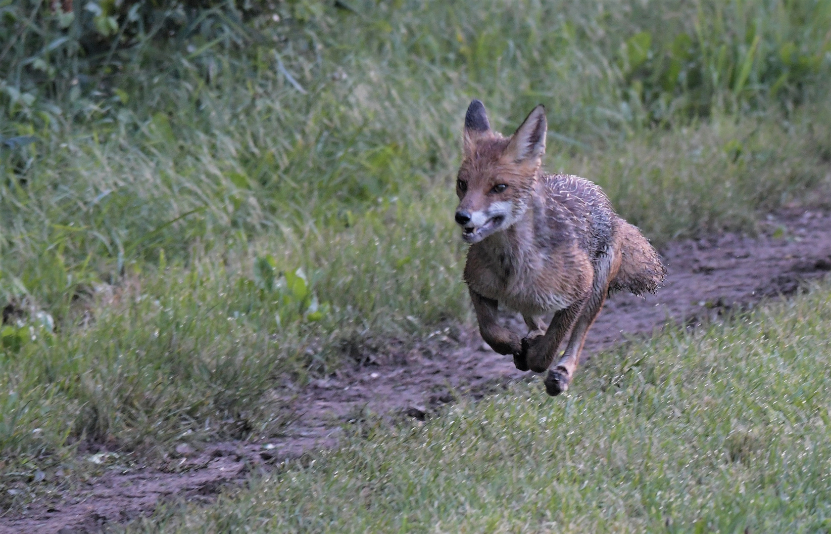 Fuchs im Jagdeifer