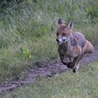 Fuchs im Jagdeifer