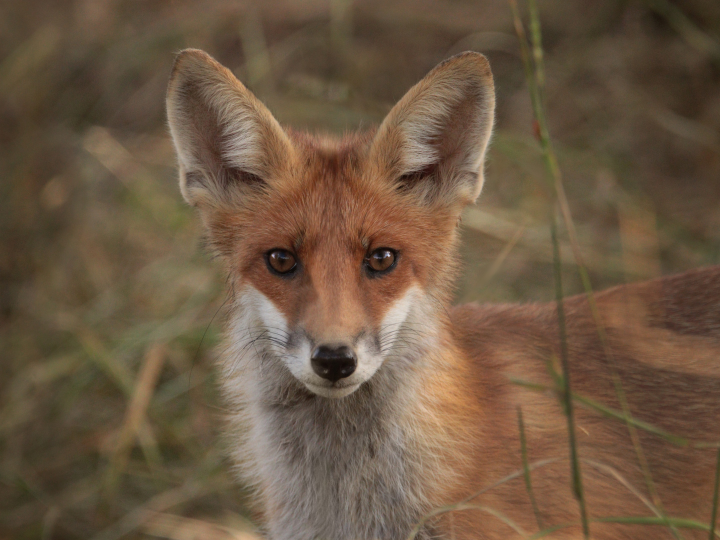 Fuchs im Jugendalter