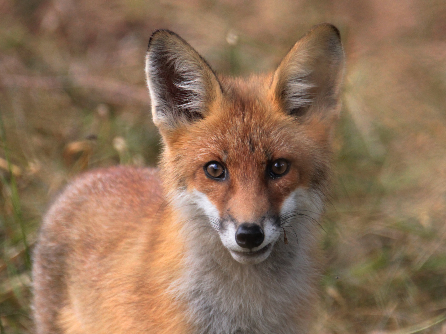 Fuchs im Jugendalter (Foto vom letzten Sommer)