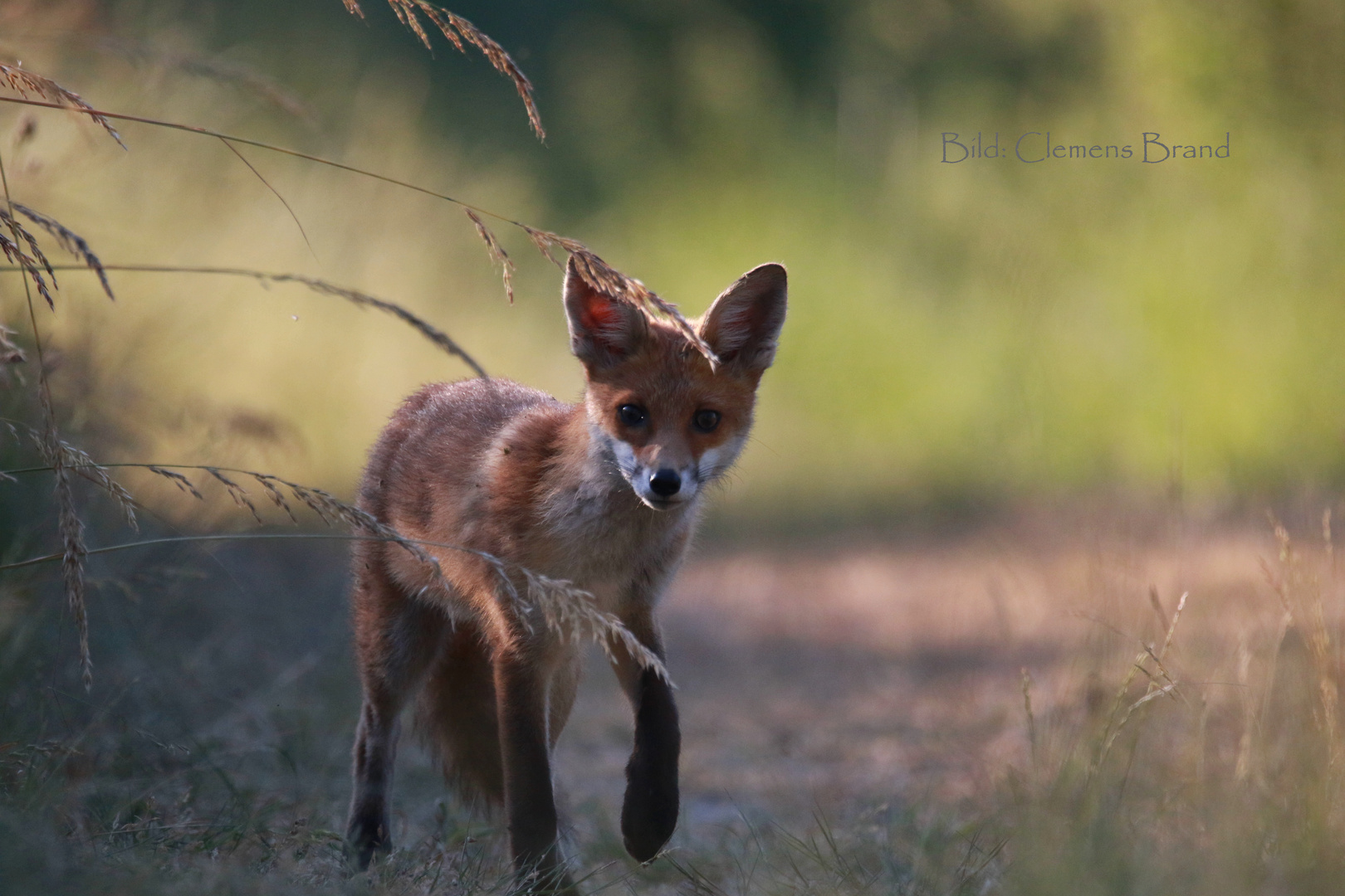 Fuchs im Juni