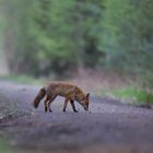 Fuchs im letzten Licht
