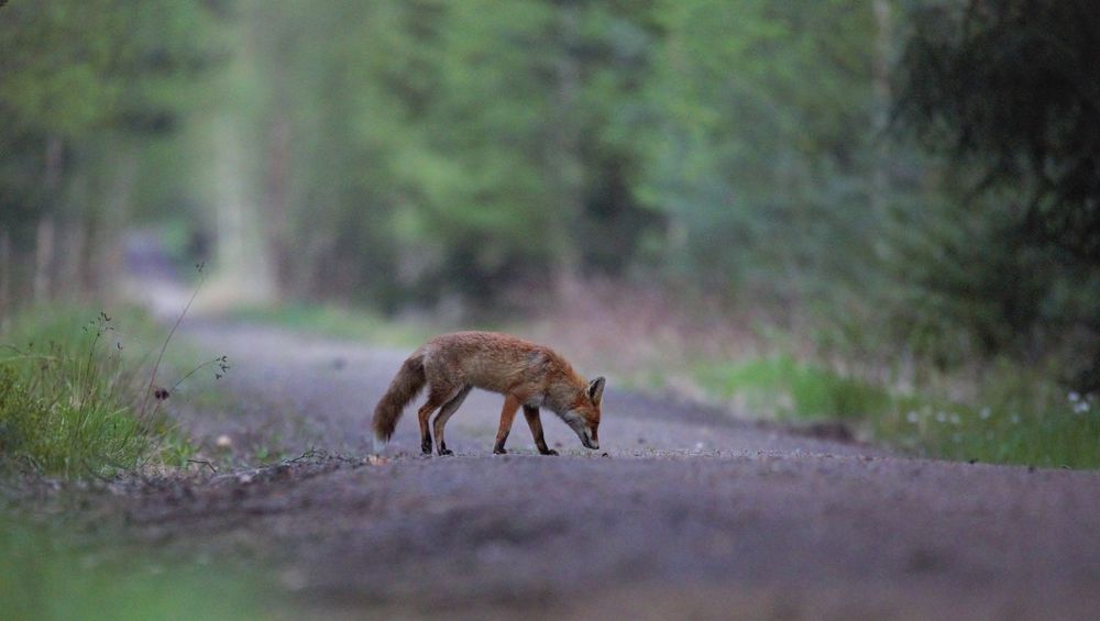 Fuchs im letzten Licht