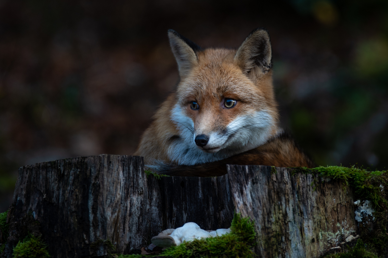 Fuchs im letzten Licht des Tages