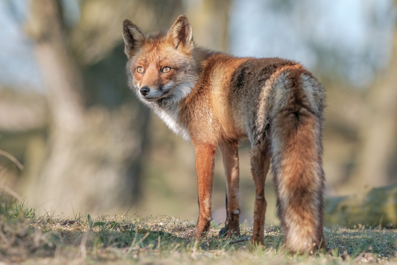 Fuchs im Licht und Schatten