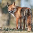 Fuchs im Licht und Schatten