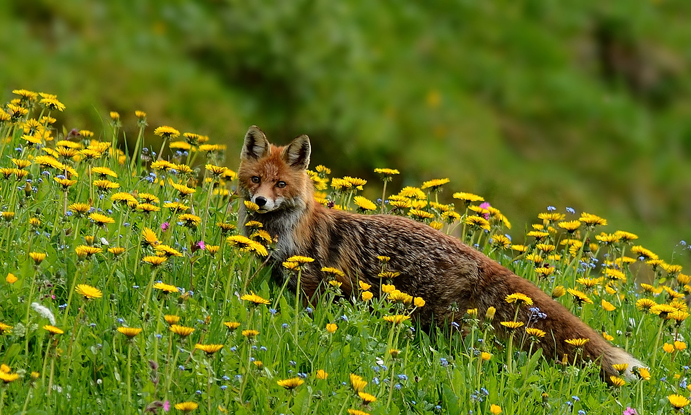 Fuchs im Löwenzahn