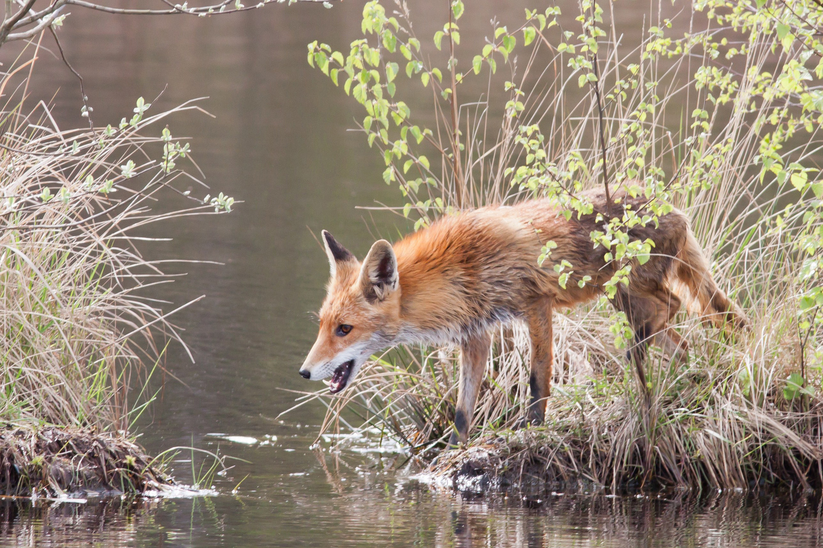 Fuchs im Moor