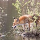 Fuchs im Moor