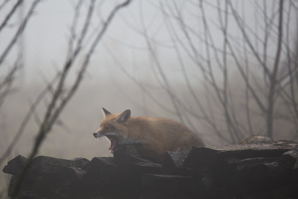 Fuchs im Morgengrauen