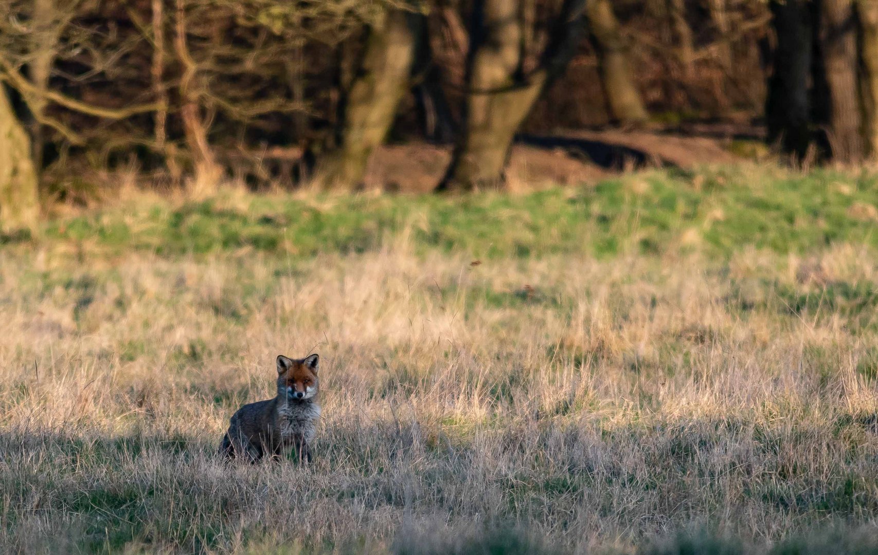 Fuchs im Morgenlicht