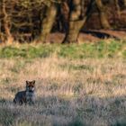 Fuchs im Morgenlicht