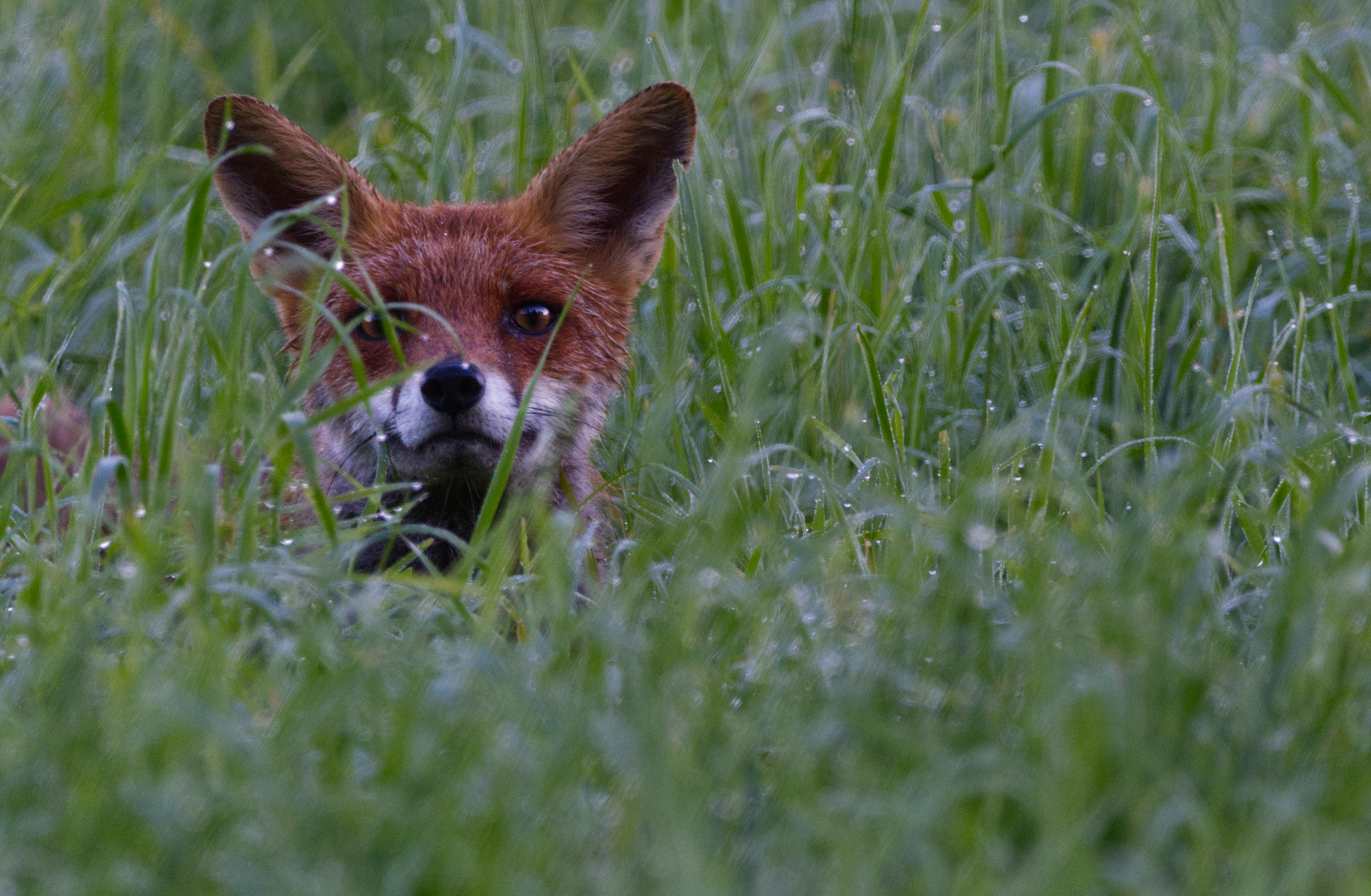 Fuchs Im Morgentau