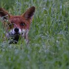 Fuchs Im Morgentau