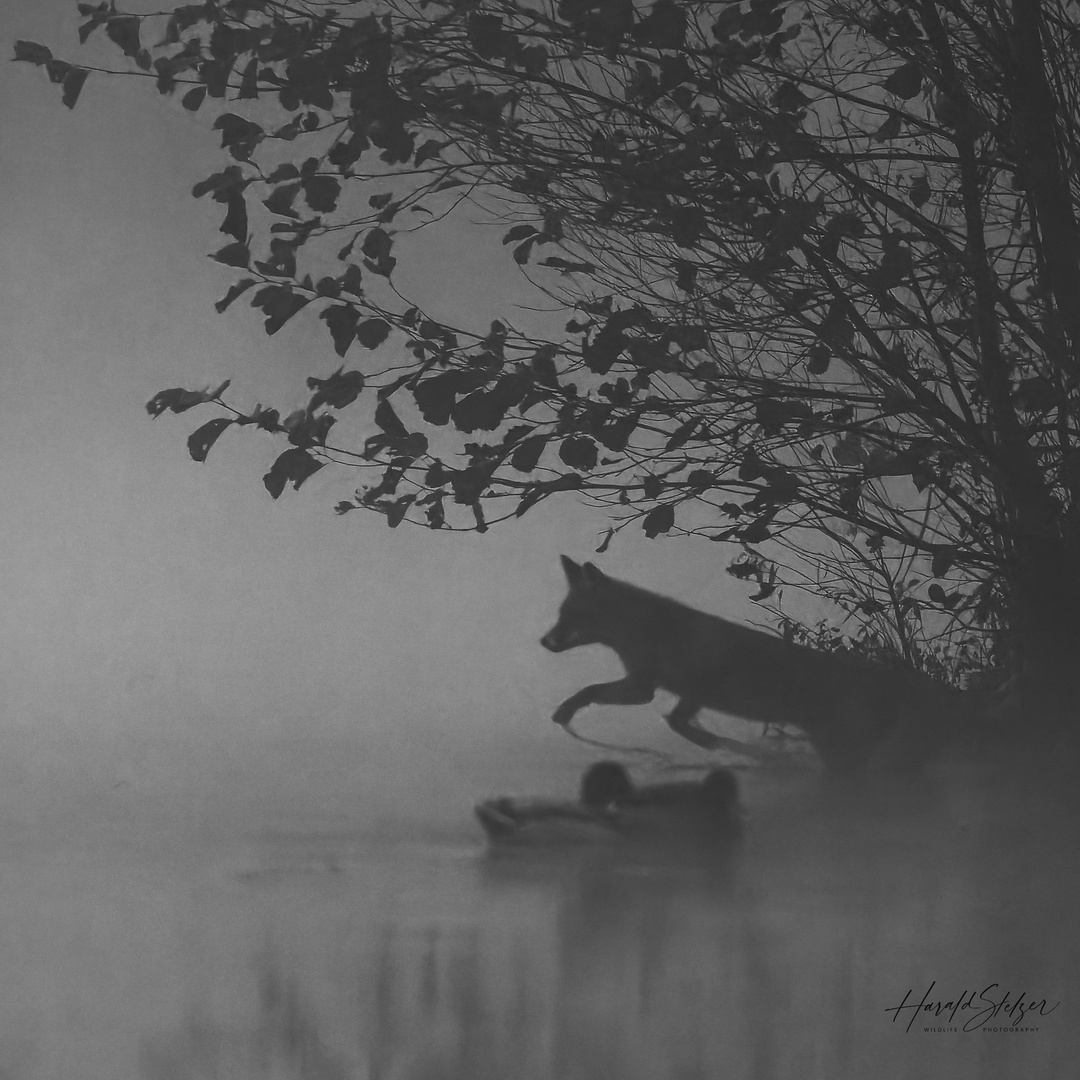 Fuchs im Nebel 